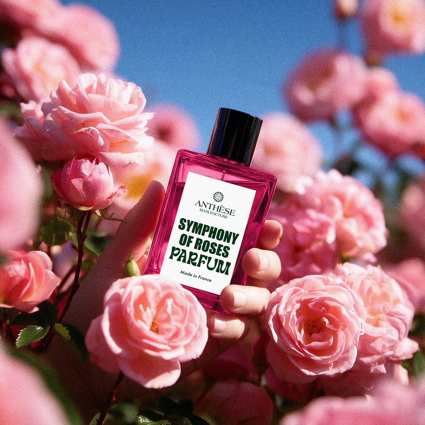 Symphony of roses - Anthèse manufacture